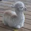 Yossyのプロフィール画像