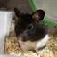 もくちんのプロフィール画像