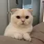 Aのプロフィール画像