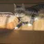 理緒のプロフィール画像