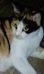みたんこのプロフィール画像