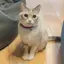 つぐみのプロフィール画像