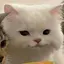 いろはのプロフィール画像