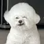 ( ◠‿◠ )のプロフィール画像