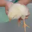 C♡のプロフィール画像