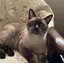 ねこのプロフィール画像