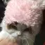 wakaのプロフィール画像
