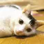 葉月のプロフィール画像