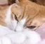 ごんのプロフィール画像