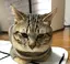 ちいのプロフィール画像