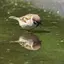 はちのプロフィール画像