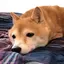 あゆみのプロフィール画像