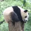 ふーのプロフィール画像