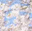 Rinのプロフィール画像