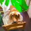 kotoのプロフィール画像