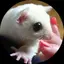モモンガのプロフィール画像