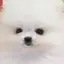 ぽめのプロフィール画像