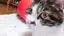 かーやん。のプロフィール画像