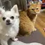 Miwaのプロフィール画像