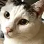 うめのプロフィール画像