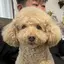 miyuのプロフィール画像