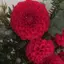 花のプロフィール画像