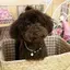 CONAのプロフィール画像