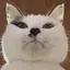 kikのプロフィール画像