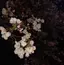 もやしのプロフィール画像