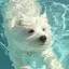 RRのプロフィール画像