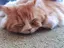 くみねこのプロフィール画像