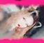 Harucaのプロフィール画像
