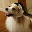 ゆりっぺのプロフィール画像