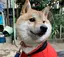 kuroppiのプロフィール画像