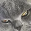 かやのプロフィール画像