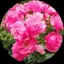 ちはるのプロフィール画像
