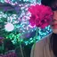 hatsuneのプロフィール画像
