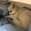 つむのプロフィール画像