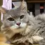 こんぱちろーのプロフィール画像