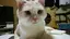 ウララのプロフィール画像