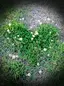 PIGREENのプロフィール画像