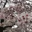 桜華のプロフィール画像