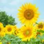 Himaのプロフィール画像