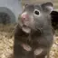 ハム飼いの女のプロフィール画像