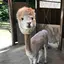 あかりのプロフィール画像