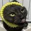 キャベツのプロフィール画像