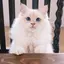 kikiのプロフィール画像