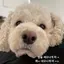 みさねっこのプロフィール画像