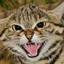 にんにんのプロフィール画像