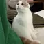 あめちゃんのプロフィール画像